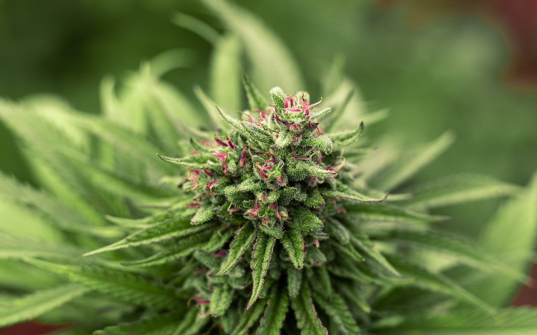 Marihuana kwiat 