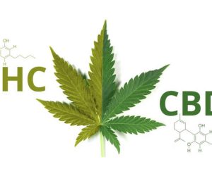 Czym się różni THC od CBD?