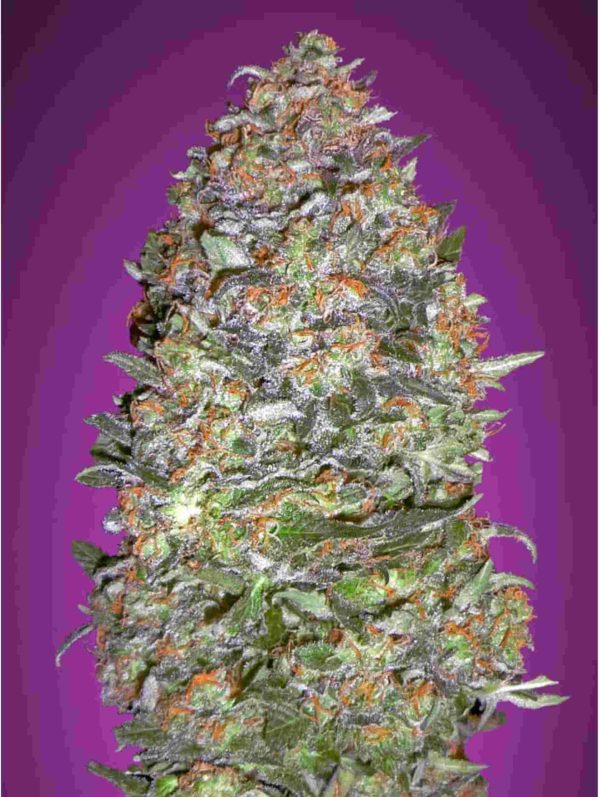 Auto New York City Diesel Advanced Seeds Nasiona marihuany