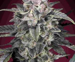 Slurricane  Advanced Seeds Nasiona marihuany 