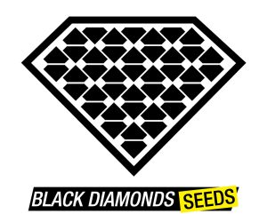 Amnesia  Black Diamonds Seeds Nasiona marihuany 