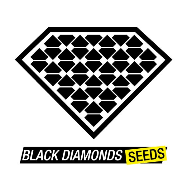 Amnesia Black Diamonds Seeds Nasiona marihuany