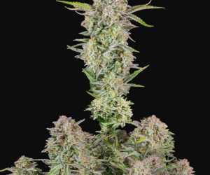 Bruce Banner Auto  Fast Buds Nasiona marihuany 