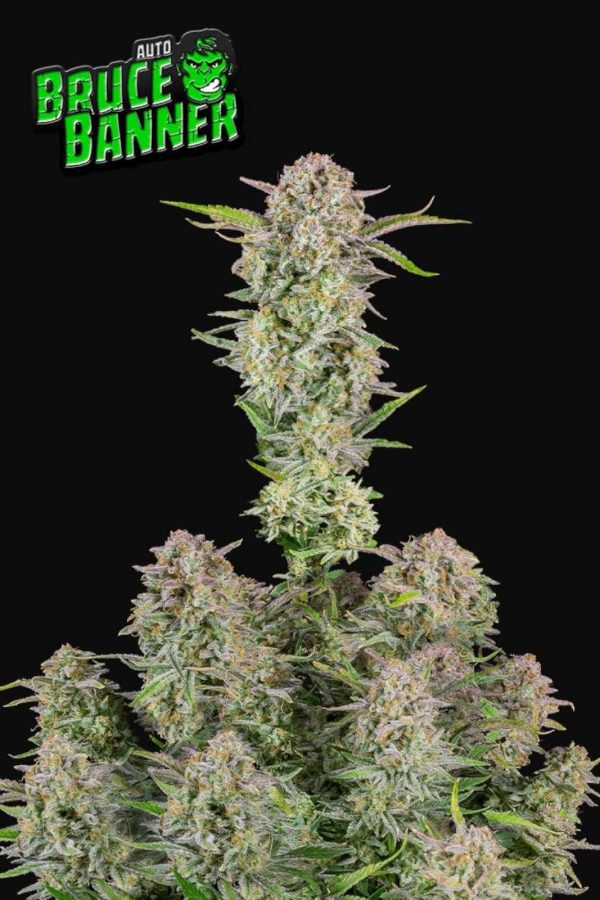 Fast Buds Bruce Banner Auto