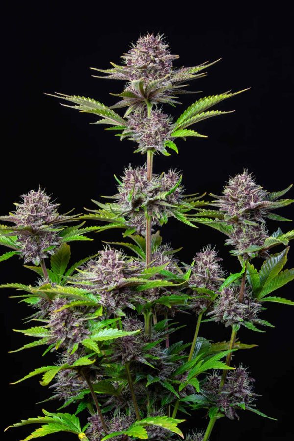 Purple Punch Auto Fast Buds Nasiona marihuany