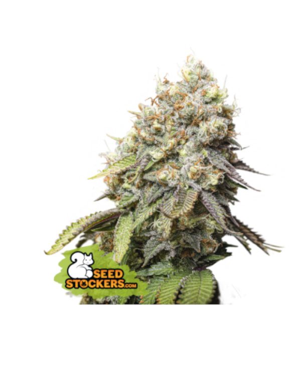 Bruce Banner Seedstockers Nasiona marihuany