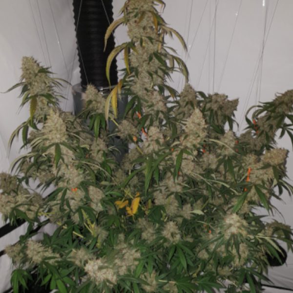 Candy Dawg Auto Seedstockers