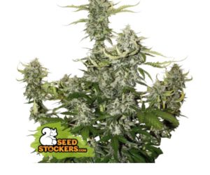 Seedstockers Candy Dawg Auto