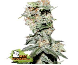 CBD Critical XXL  Seedstockers Nasiona marihuany 