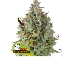 CBD Gelato 41  Seedstockers Nasiona marihuany 