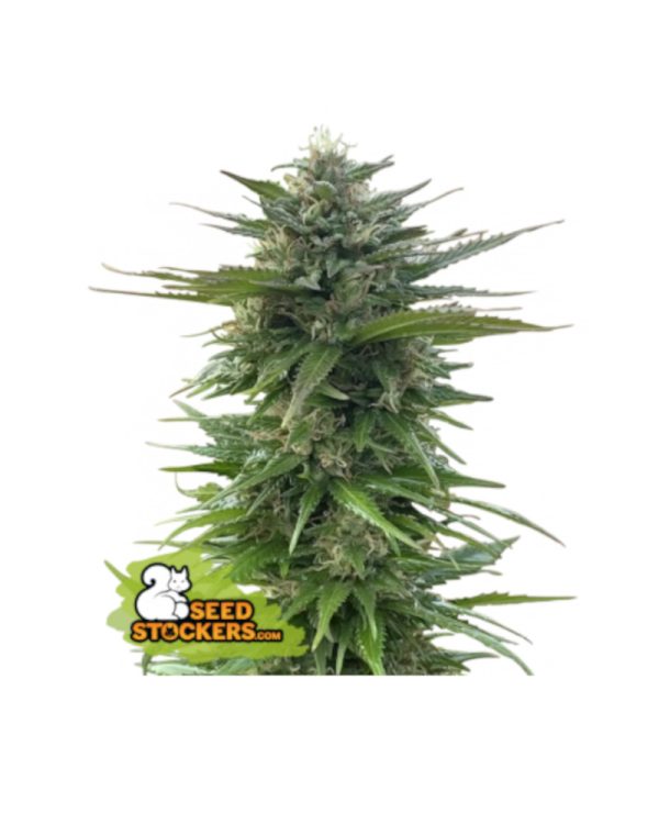 CBG Zerodue Seedstockers Nasiona marihuany
