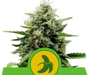 Royal Queen Seeds Fat Banana Automatic