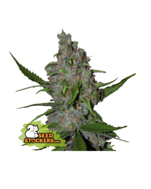 Gelato 41 Fast Seedstockers Nasiona marihuany