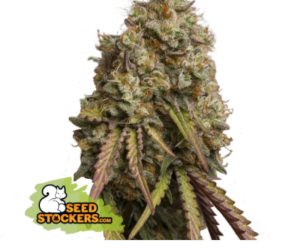 Gorilla Cookies  Seedstockers Nasiona marihuany 