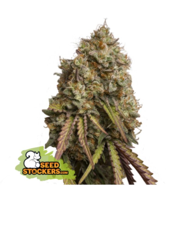 Gorilla Cookies Seedstockers Nasiona marihuany