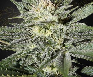 King’s Kush CBD  Green House Seeds Nasiona marihuany 