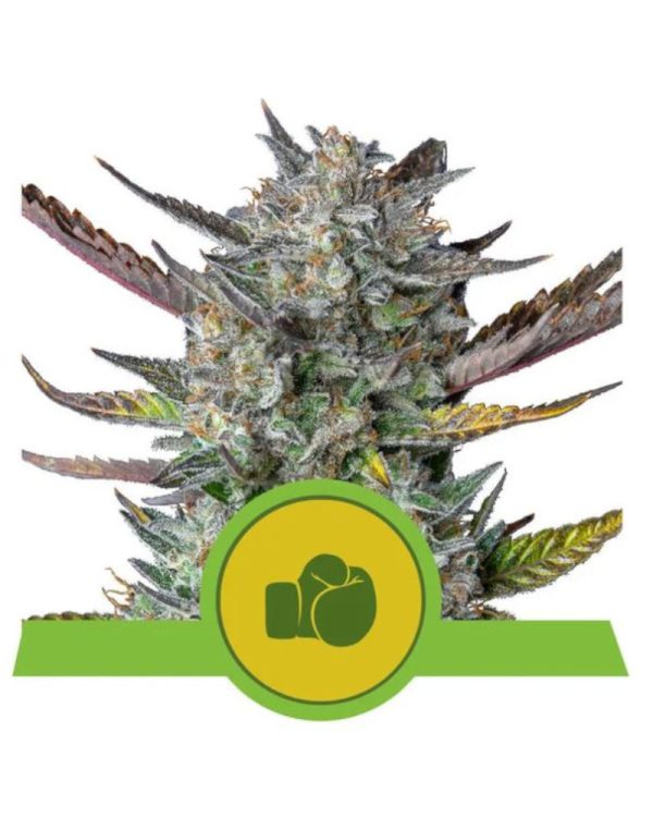 Royal Queen Seeds Purple Punch Automatic