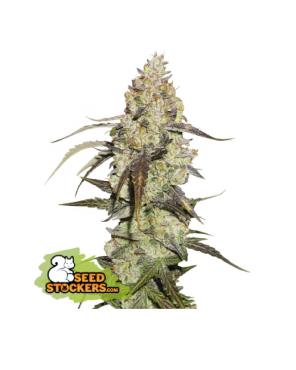 Runtz Seedstockers Nasiona marihuany