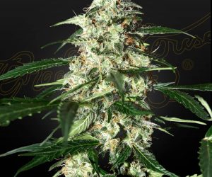 Green House Seeds Skunk Auto