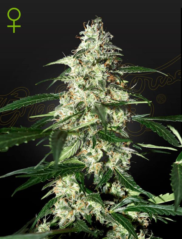 Green House Seeds Skunk Auto