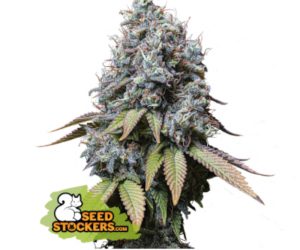 Sour Diesel  Seedstockers Nasiona marihuany 