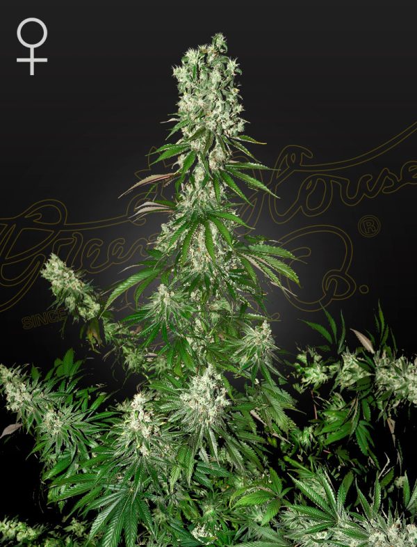Green House Seeds White Strawberry Skunk