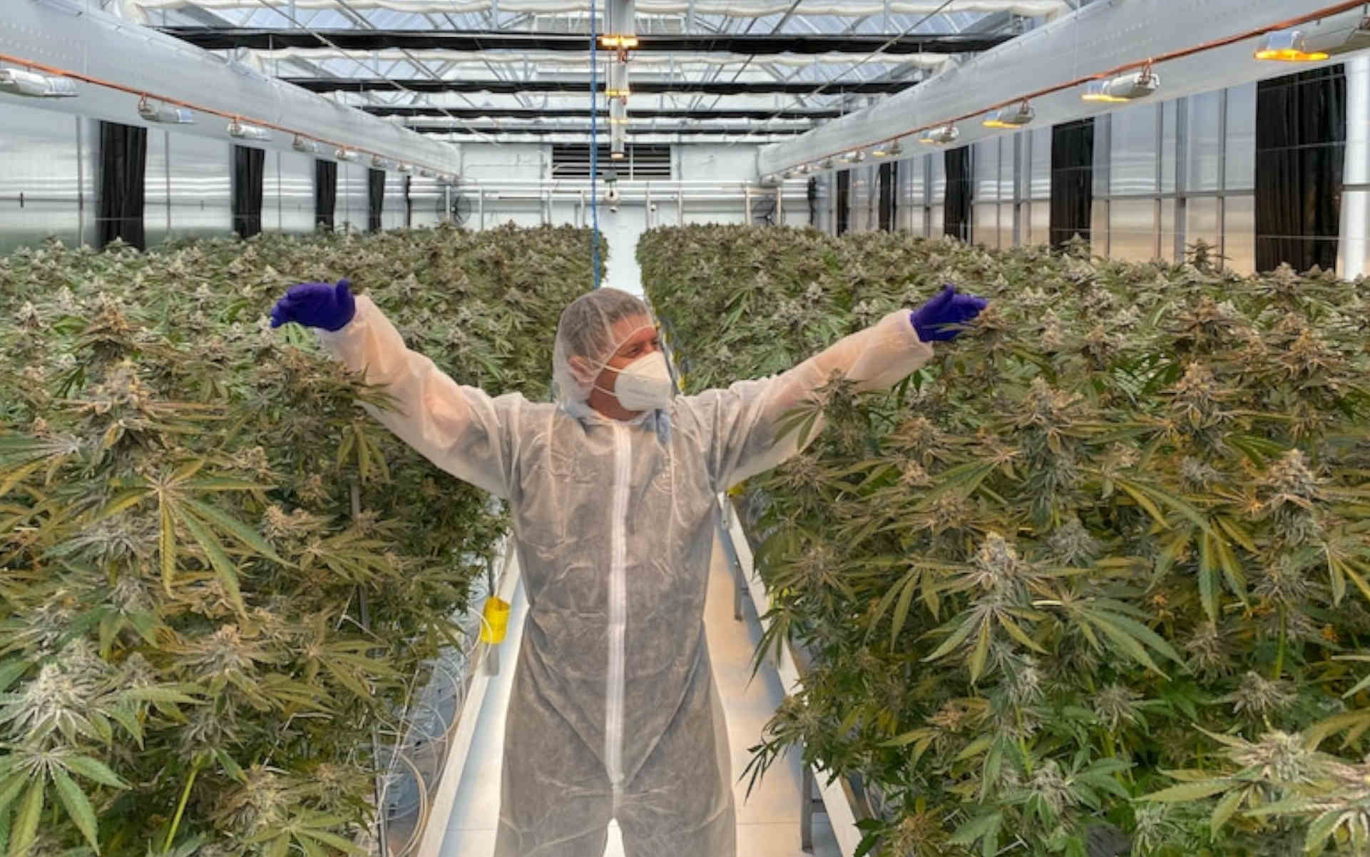 Czy rolnicy zarobią na legalizacji marihuany?