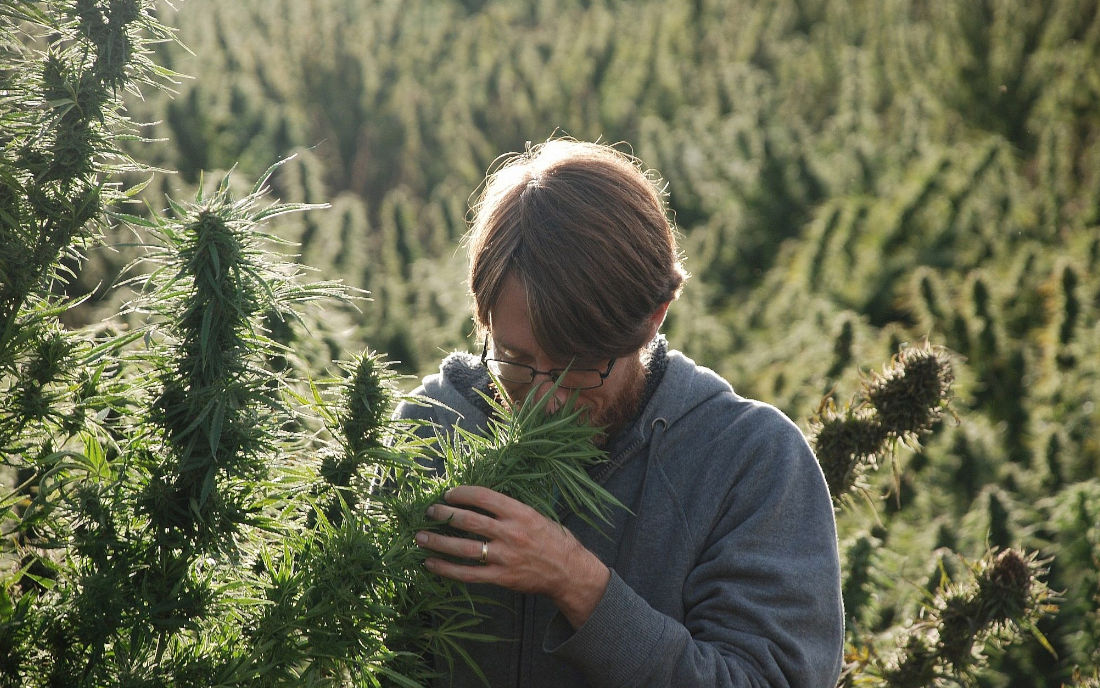 Polscy rolnicy a medyczna marihuana