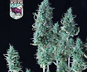 Alaskan Purple Auto  Seedsman Nasiona marihuany 