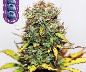 Blueberry Auto  Seedsman Nasiona marihuany 