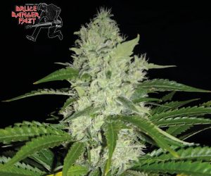 Bruce Banger Fast  Seedsman Nasiona marihuany 