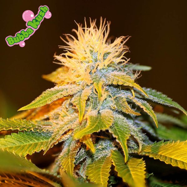 Bubba Kush Seedsman Nasiona marihuany