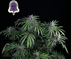 Purple Ghost Candy  Seedsman Nasiona marihuany 