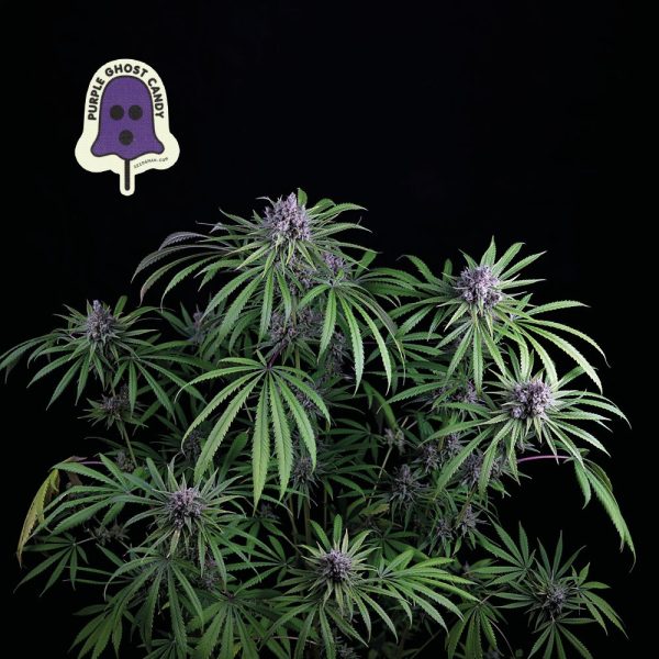 Seedsman Purple Ghost Candy