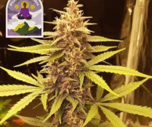 Purple Kush CBD 1:1 Auto  Seedsman Nasiona marihuany 