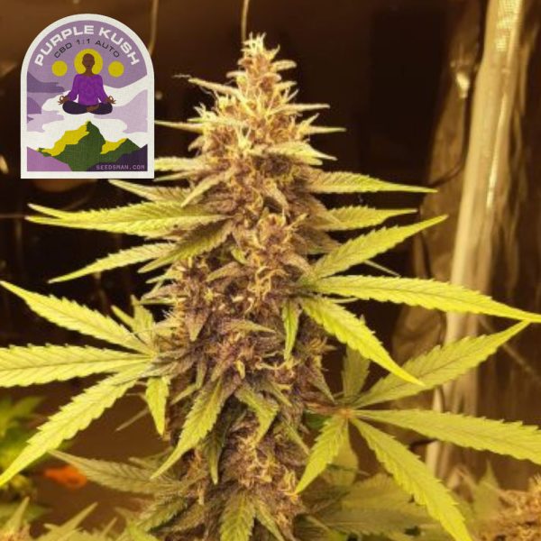 Purple Kush CBD 1:1 Auto Seedsman Nasiona marihuany
