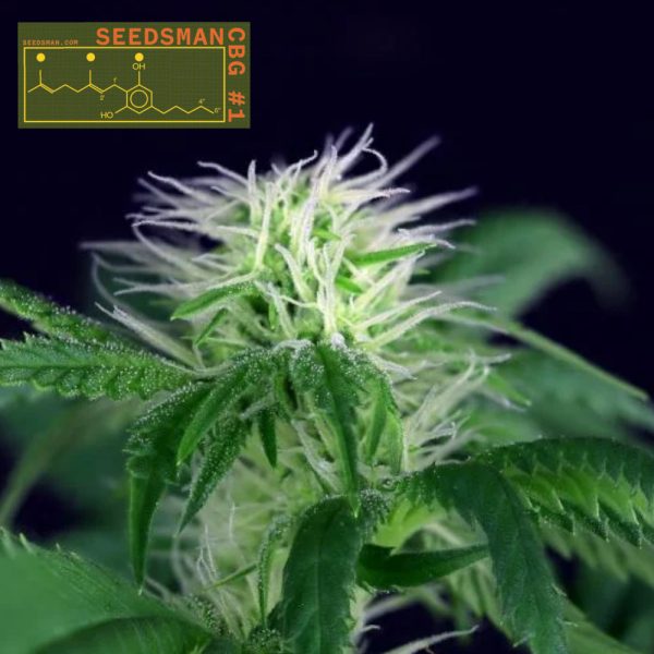 Seedsman CBG #1 Seedsman Nasiona marihuany