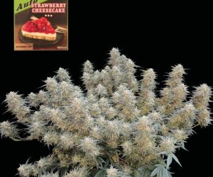 Strawberry Cheesecake Auto  Seedsman Nasiona marihuany 