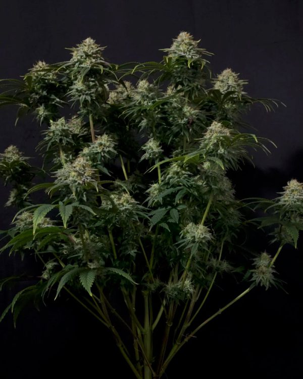 Gorilla Cookies Fast Flowering Fast Buds Nasiona marihuany