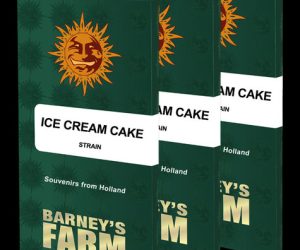 Ice Cream Cake  Barney's Farm Nasiona marihuany 