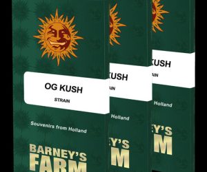 OG Kush  Barney's Farm Nasiona marihuany 