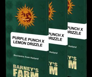 Purple Punch x Lemon Drizzle  Barney's Farm Nasiona marihuany 