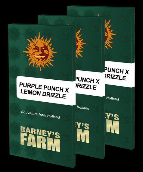 Purple Punch x Lemon Drizzle Barney's Farm Nasiona marihuany