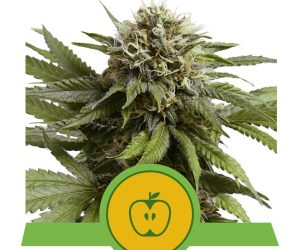Apple Fritter Automatic  Royal Queen Seeds Nasiona marihuany 