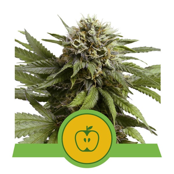 Apple Fritter Automatic Royal Queen Seeds Nasiona marihuany