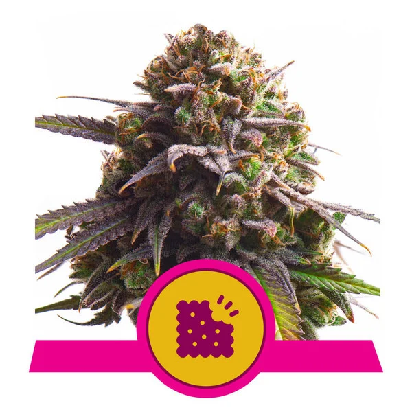 Royal Queen Seeds Biscotti