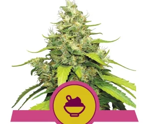 Blue Gelato  Royal Queen Seeds Nasiona marihuany 