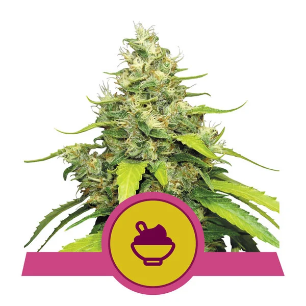 Blue Gelato Royal Queen Seeds Nasiona marihuany