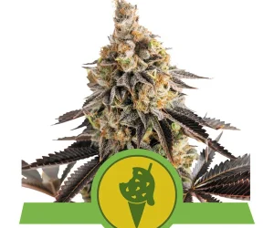 Cookies Gelato Automatic  Royal Queen Seeds Nasiona marihuany 