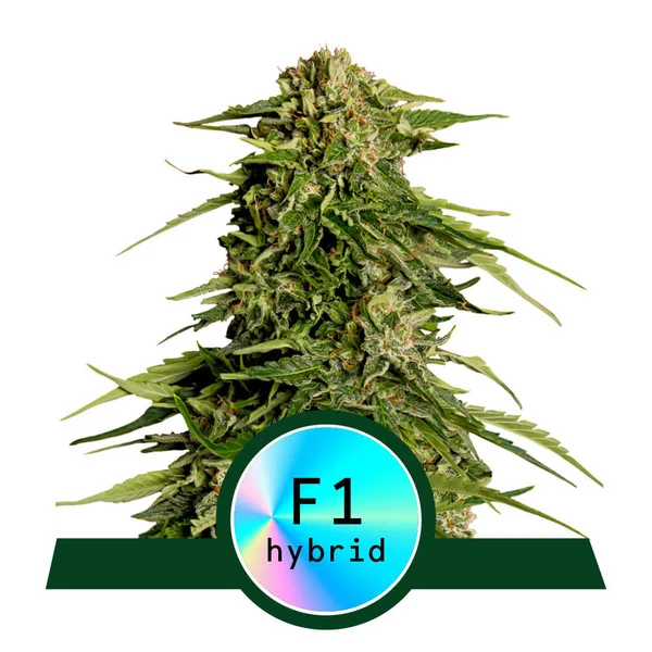 Epsilon F1 Royal Queen Seeds Nasiona marihuany